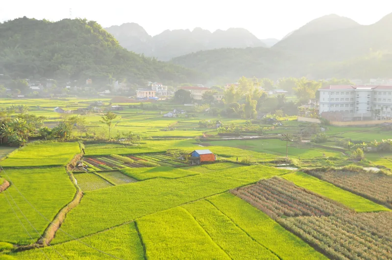 Cánh đồng lúa xanh và núi ở vùng trung tâm tỉnh Sơn La