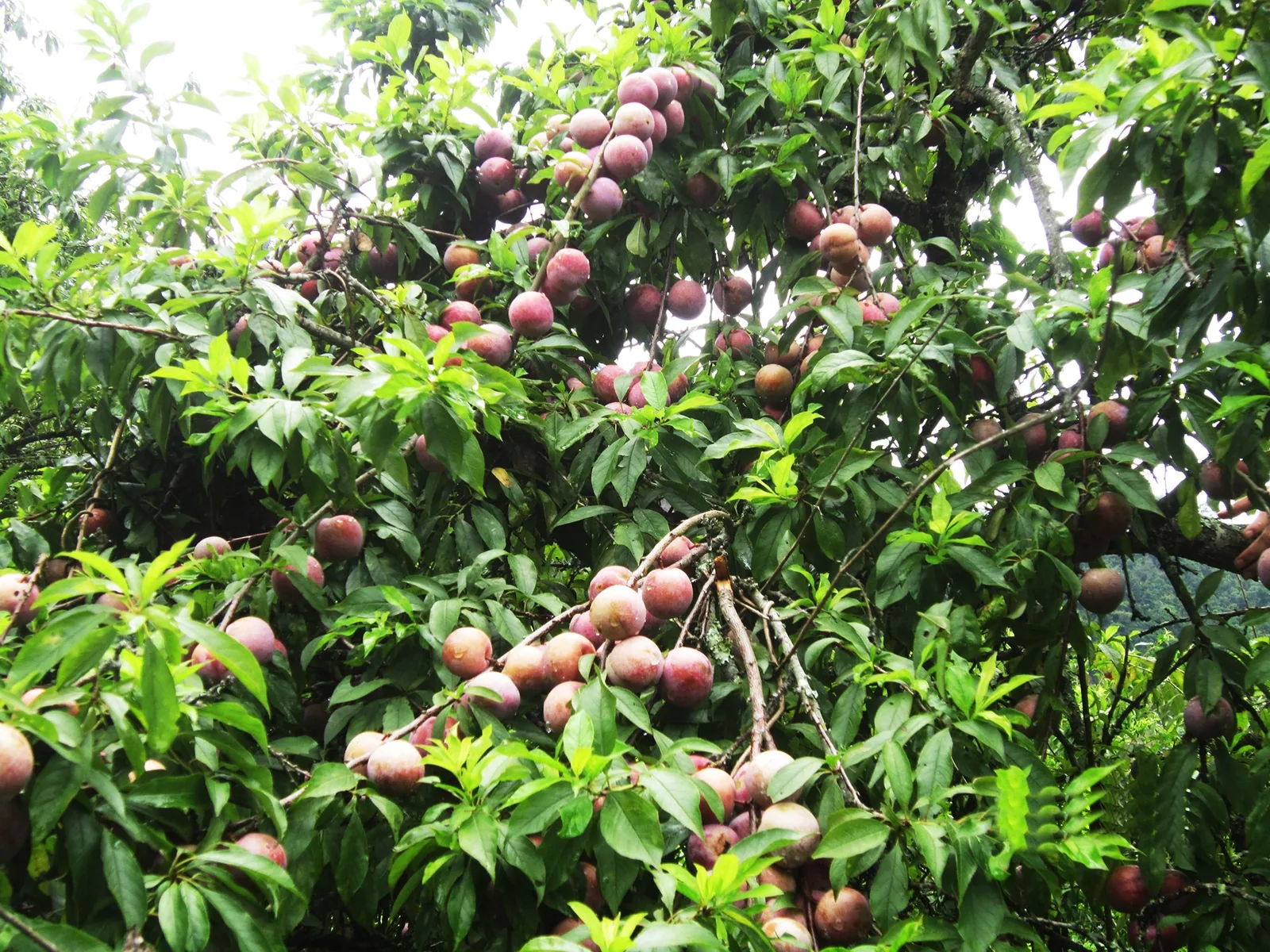 Mận chín treo đầy trên cây lá xanh tại Mộc Châu, Sơn La.