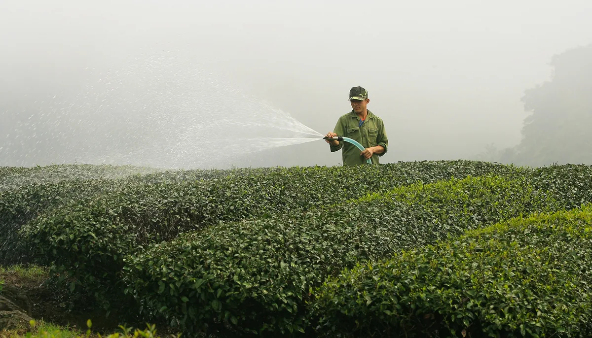 Người công dân tưới nước cho những hàng chè trong sương sớm ở Mộc Châu, Sơn La.