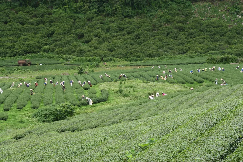 Những người nông dân đội nón hái chè trên các đồi trà xanh trải dài ở Mộc Châu, Sơn La.